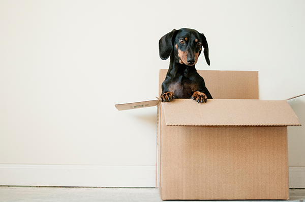 Cleanouts & moving